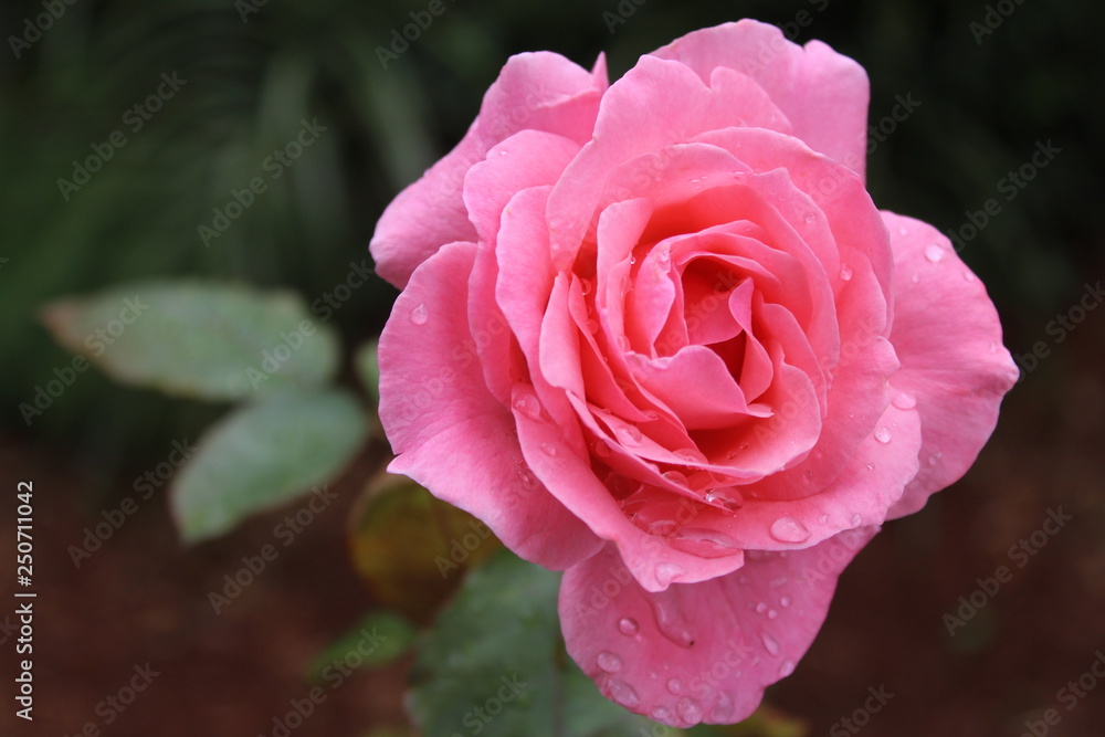 Pink rose with drops of water on it. Pink rose with drops of water on it.