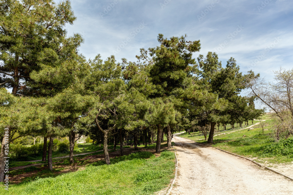 spring park with coniferous trees