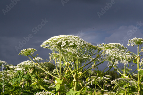 Blooming cow parsnip on the background of a stormy sky photo