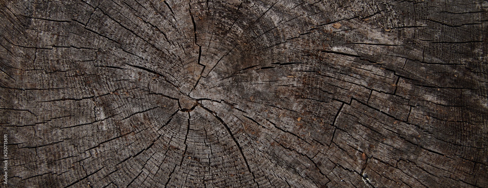 Fototapeta premium Baumscheibe als Hintergrund