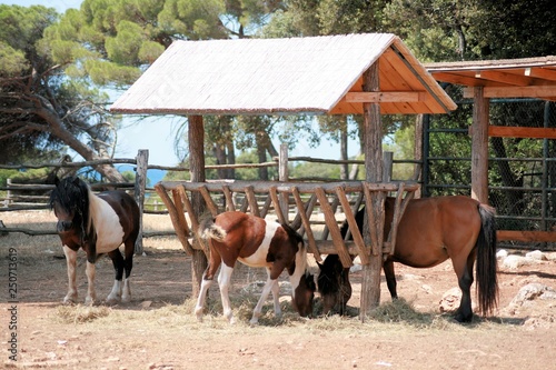 horses in N.P. Brioni, Croatia