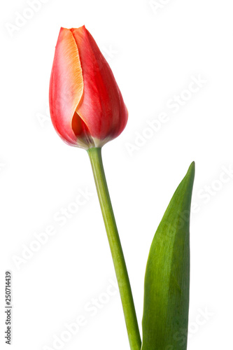 Spring Flower. Beautiful tulip isolated on a white background