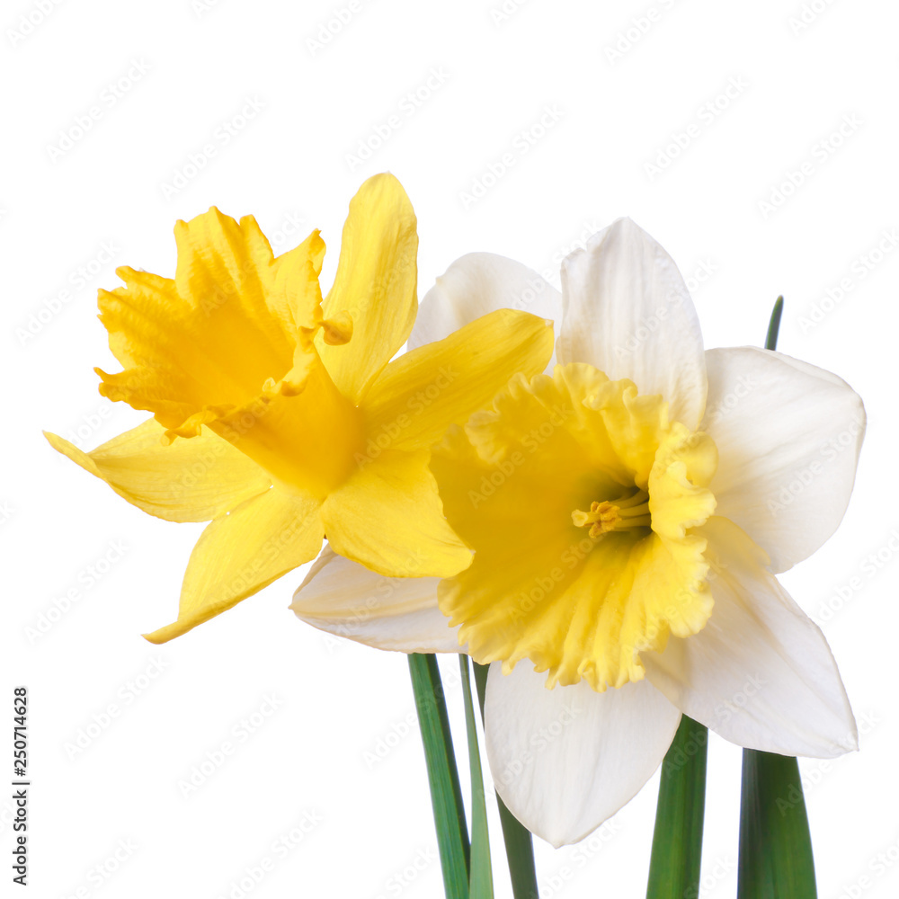 Easter Spring Flowers. A pair of narcissus isolated on a white background. Easter Spring Flowers. A pair of narcissus isolated on a white background.