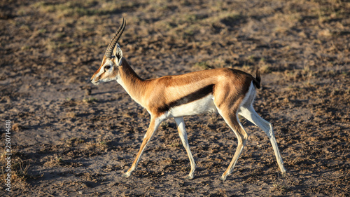 Thomson's gazelle (Eudorcas thomsonii) walking on ground with no grass, side view.