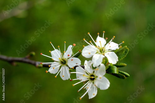 Close up of hawthorn blossoms  on a blurred green background.