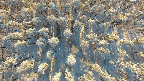 Aerial view over winter forest in the sunset photo