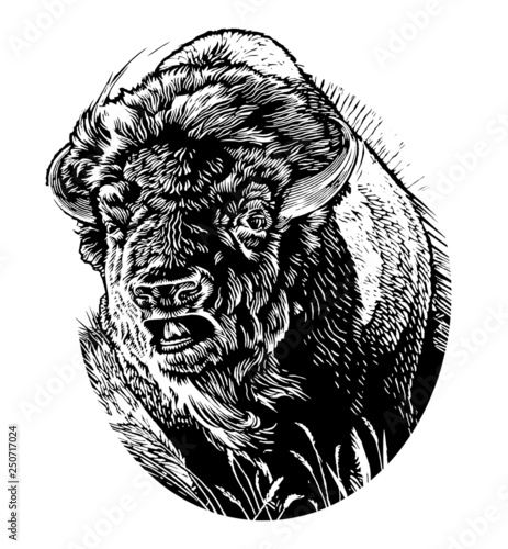 Bison