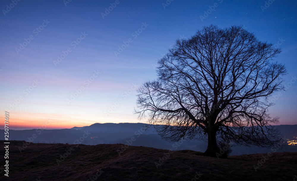 Baum zur Blauenstunde