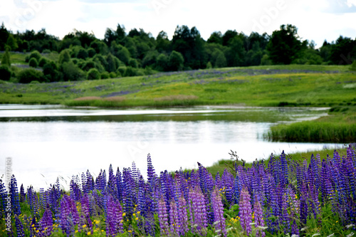 Fototapeta Naklejka Na Ścianę i Meble -  landscape with lake and flowers
