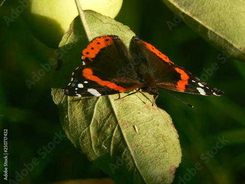 butterfly on a leaf photo