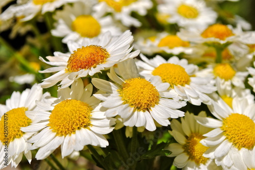 chamomile flowers on green background