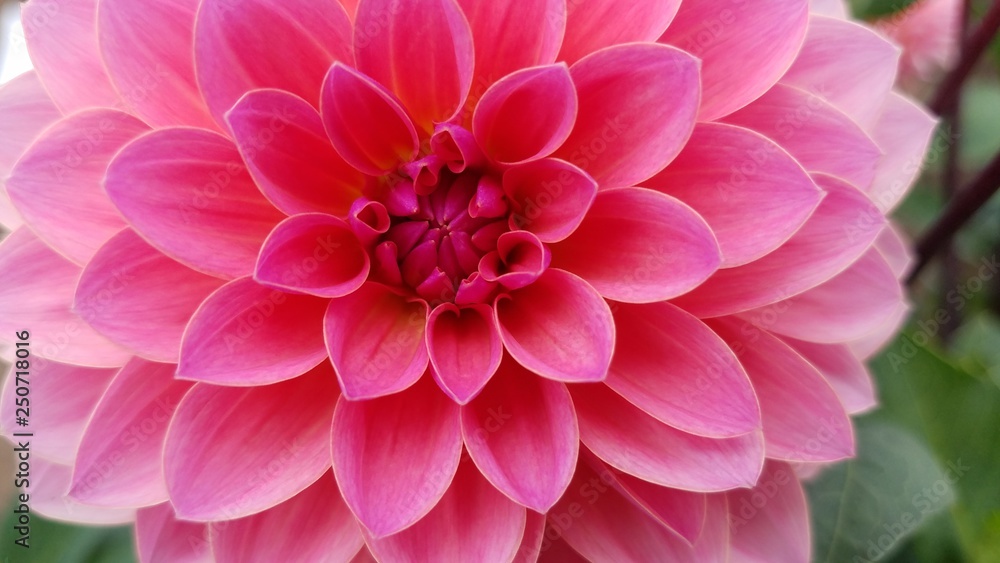 pretty pink dahlia flower petals with green leaves