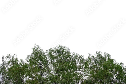 Top view a large tropical tree growing in a garden on white isolated background for green foliage backdrop 