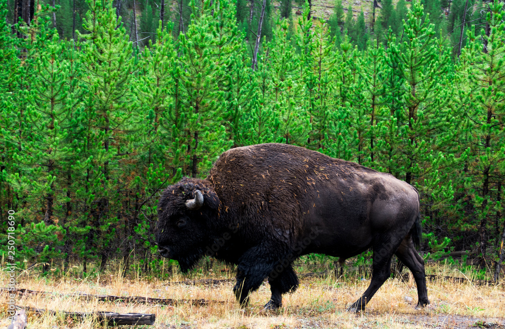 Lone Bull Buffalo, Yellowstone National Park, Wyoming Lone Bull Buffalo, Yellowstone National Park, Wyoming