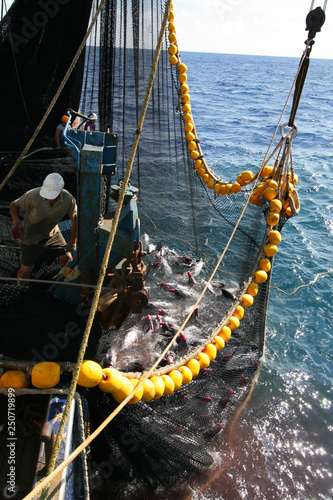 yellowfin tuna in the net of a tuna ship