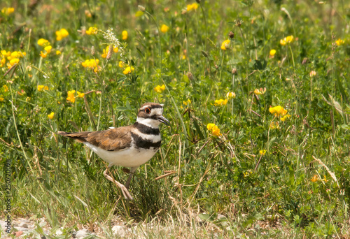 Bird walking along meadow  (ID: 250720098)