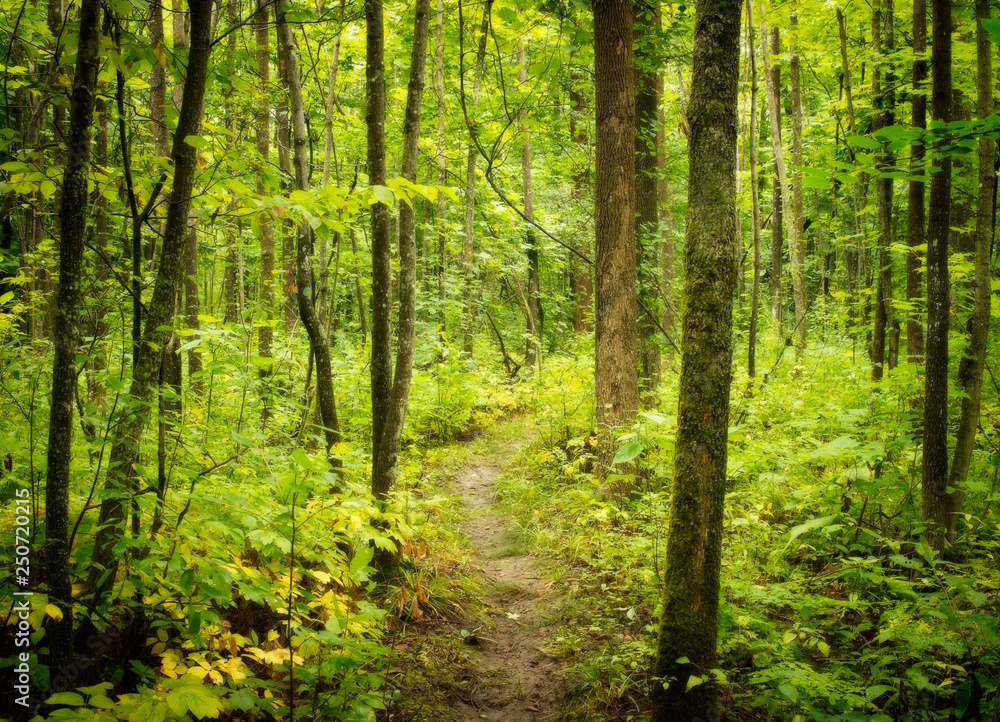 Path Through the Forest