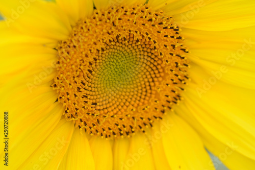 Blooming sunflower. Heliotrope. Helianthus annuus.4368 Close up of a blooming sunflower. Heliotrope. Helianthus annuus