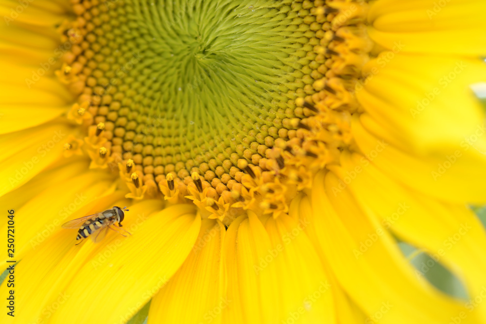 Close up of a blooming sunflower with a hoverfly. syrphid fly. Heliotrope. Front view. Helianthus annuus Close up of a blooming sunflower with a hoverfly. syrphid fly. Heliotrope. Front view. Helianthus annuus