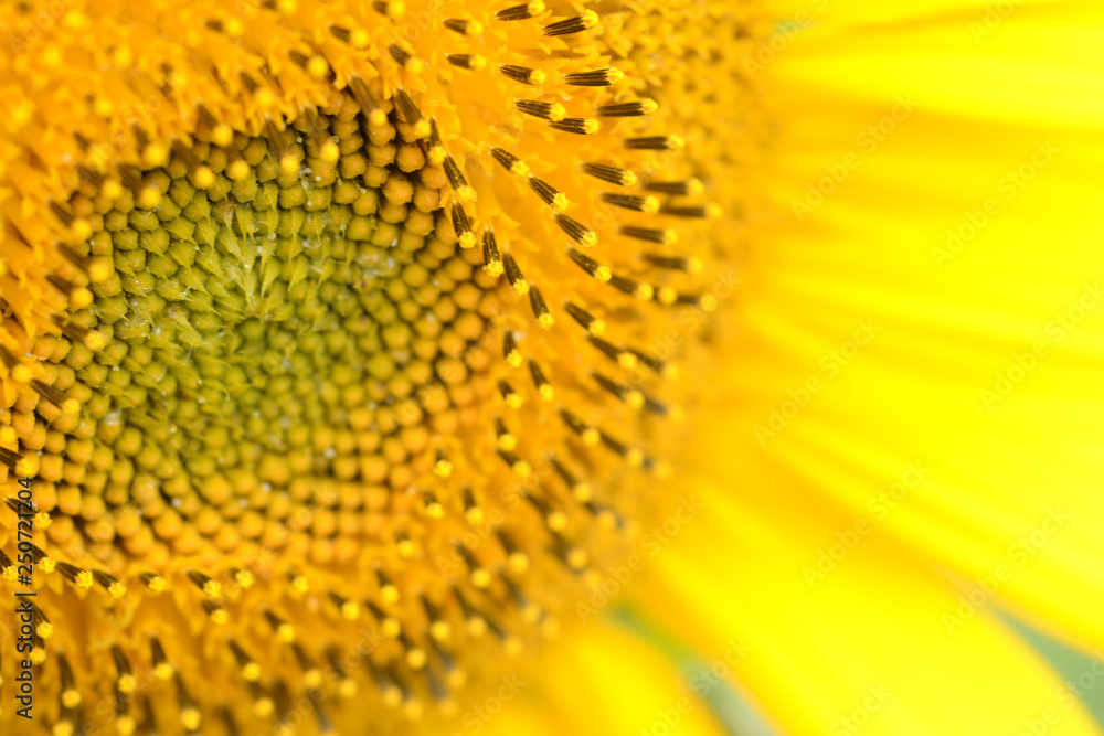 Close up of the middle of a blooming sunflower. Heliotrope. Front view. Helianthus annuus Close up of the middle of a blooming sunflower. Heliotrope. Front view. Helianthus annuus