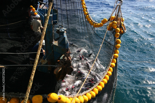 yellowfin tuna in the net of a tuna ship