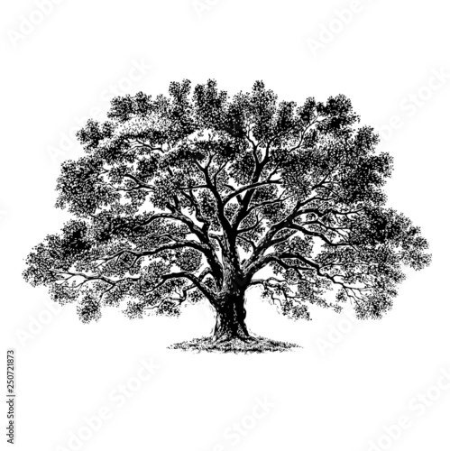 Tree 3 photo