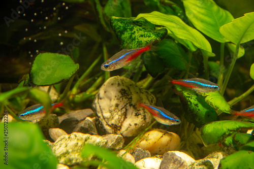 Cardinal Tetra in aqua