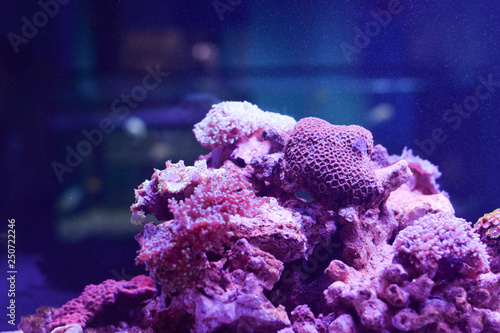 reef corals