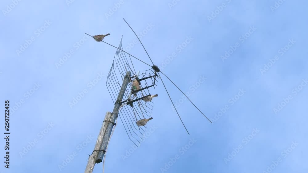 Birds Sparrows sitting on television antennas TV aerial Birds Sparrows sitting on television antennas TV aerial