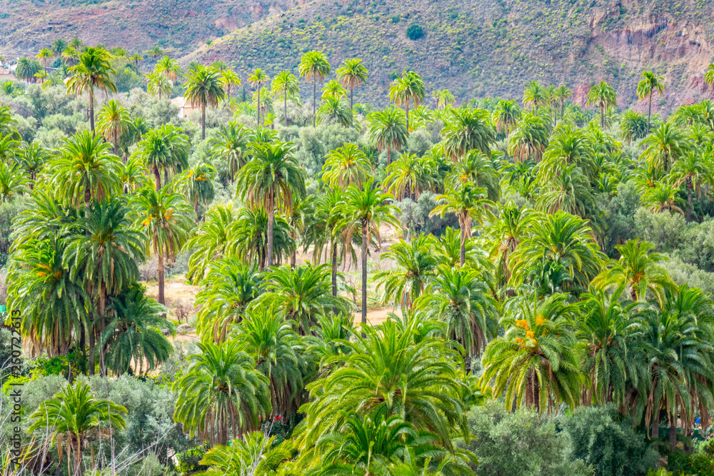 Landschaft auf Gran Canaria im Sommer Landschaft auf Gran Canaria im Sommer