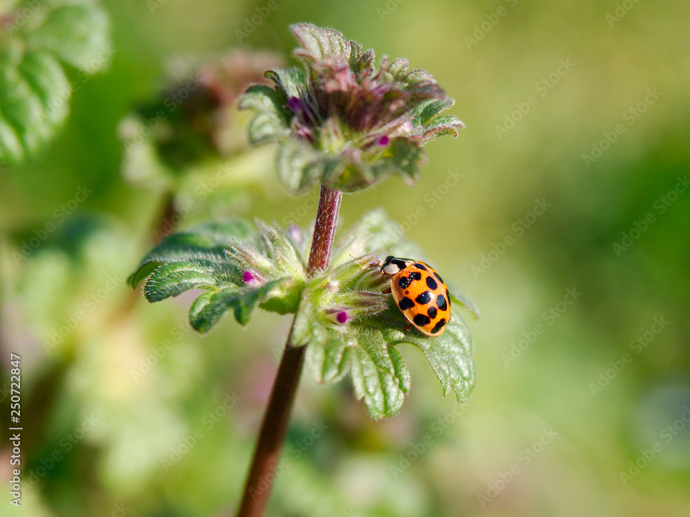 A ladybug stands on a plant in Baton Rouge, Louisiana, USA. A ladybug stands on a plant in Baton Rouge, Louisiana, USA.