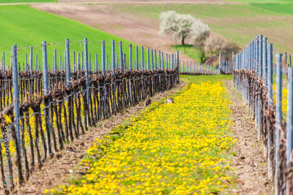 Obraz premium spring vineyard near Retz, Austria