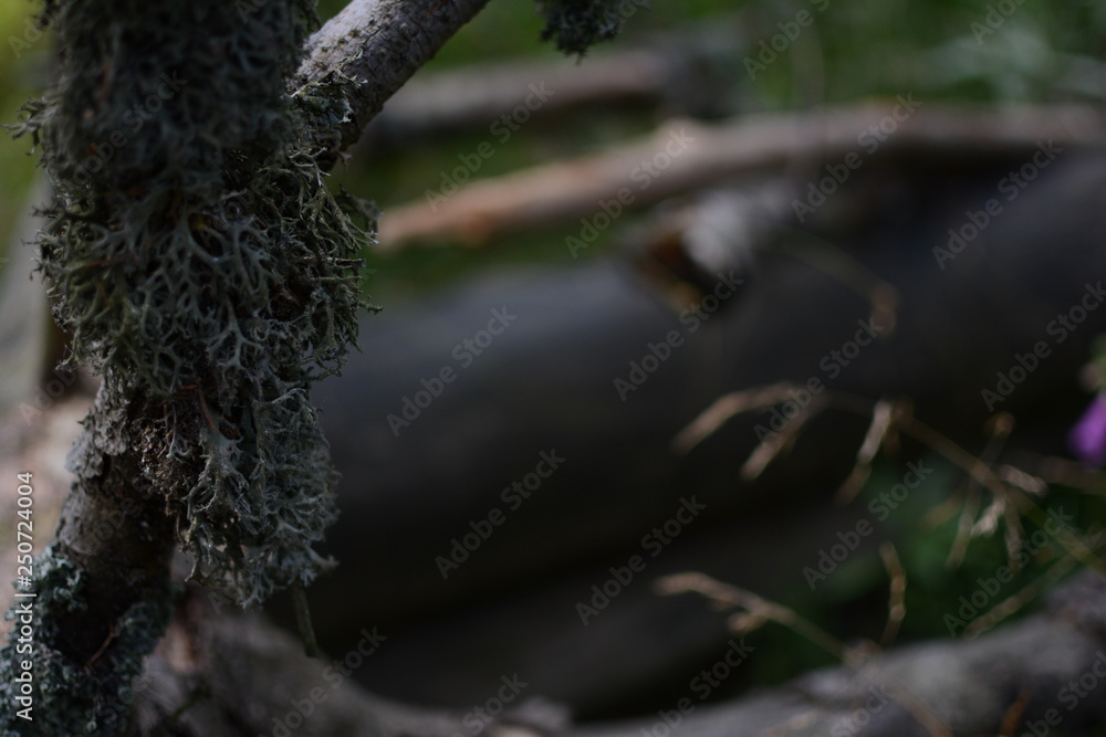 Fototapeta premium porost