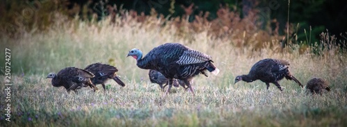 Wild Turkey