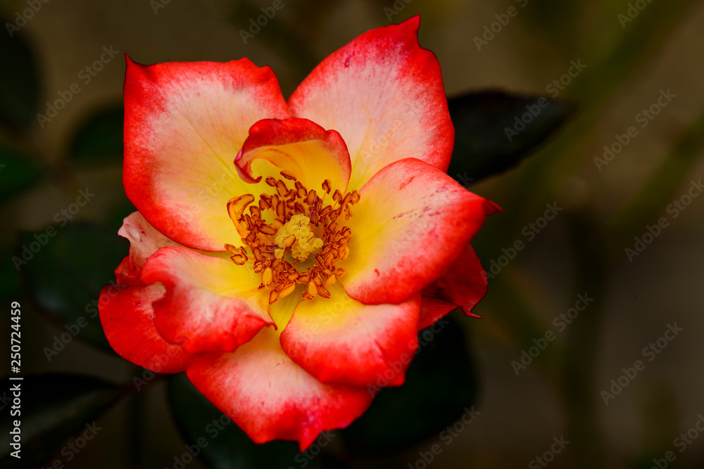 Pink and Organge rose Pink and Organge rose