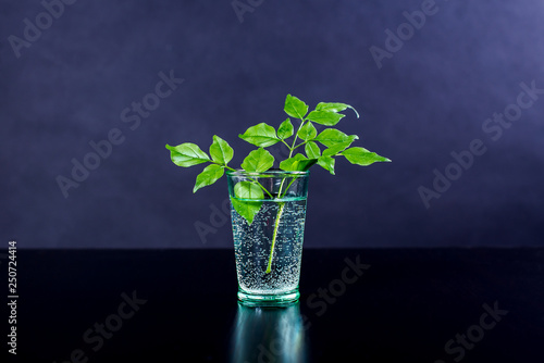 Beautiful green twig in a glass of water. On dark background. Wallpaper, background.