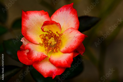 Pink and Organge rose