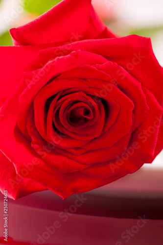 Fototapeta Naklejka Na Ścianę i Meble -  Close - up of red rose - stockphoto