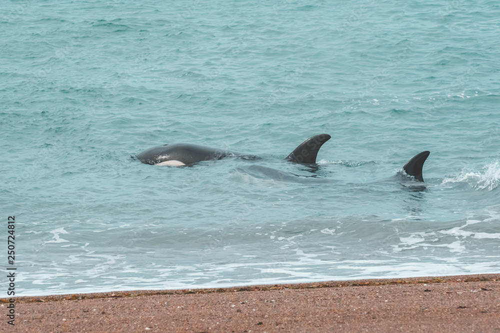 Naklejka premium Orcas hunting sea lions, Patagonia , Argentina