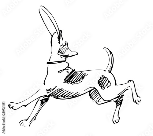 Dog