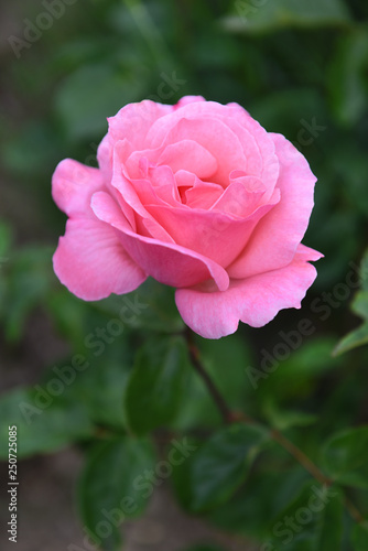 Rose  Garten  Makro