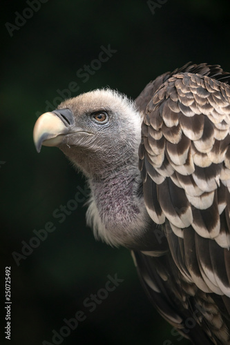 close-up view of beautiful Gyps rueppellii bird in wildlife