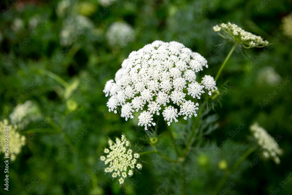 Carrot plants grown for seed collecting have round white lacy flowers in Canterbury, New Zealand Carrot plants grown for seed collecting have round white lacy flowers in Canterbury, New Zealand