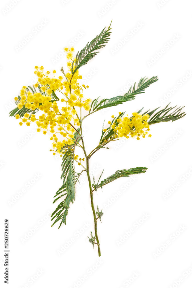 Spring flowers. Frame from branches and flowers of mimosa on a white wooden background.