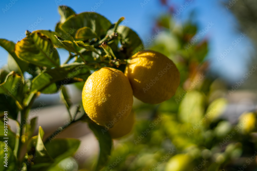 Summer garden with lemon trees