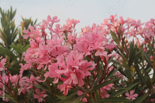 Pink flowers