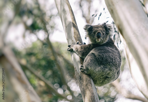 Photography koala in his eucalyptus