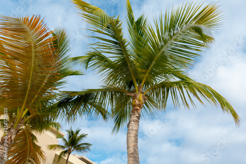 Palm Trees in Punta Cana Beach