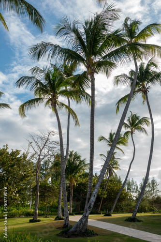 Palm Trees in Punta Cana Beach