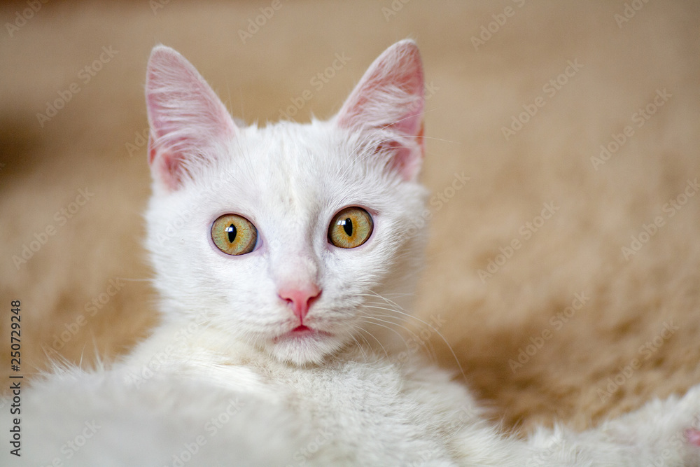 White cat albino White cat albino